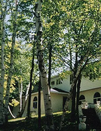 White Birch Inn